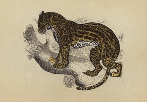 Ocelot (fargelitografi) av English School