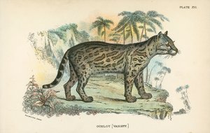 Ocelot [variasjon] av English School