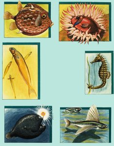 Oddities Under the Ocean av English School