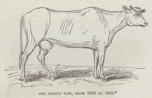 Old Jersey-ku, fra 1800 til 1830 (gravering) av English School
