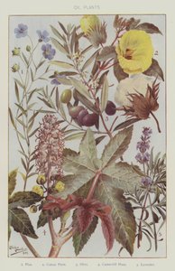 Oli-planter (farge litho) av English School
