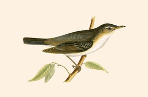 Olive Tree Warbler, illustrasjon fra 