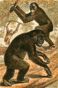 Orang Outang og Gorilla av English School
