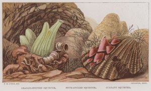 Oransjeflekket spruter, firevinklet spruter, ripssprut (farge litho) av English School