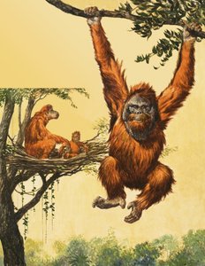 Orangutang av English School