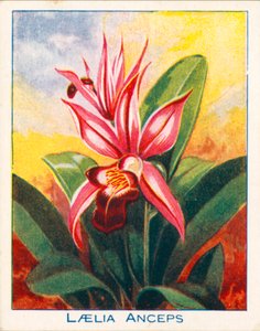 Orkideer: Laelia Anceps (farge litho) av English School