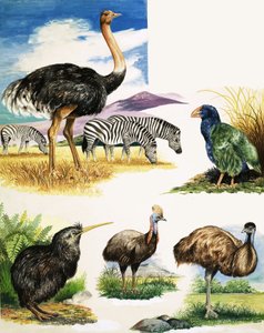 Struts, Kiwi, Kasuar, Emu og Takahe av English School