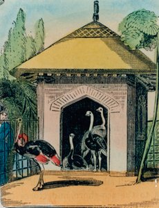 Struts og emu-hus i London zoo. 1840-årene av English School