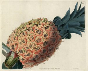 Otaheite ananas fra John Lindleys "Pomological Magazine" av English School