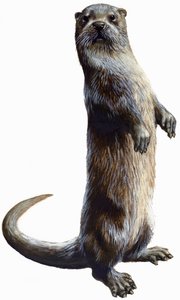Otter av English School