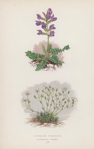 Oxytropis Pyrenaica; Arenaria Verna