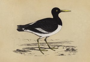 Oyster-catcher (farge litho) av English School