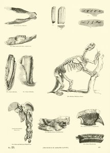 Side fra The Pictorial Museum of Animated Nature