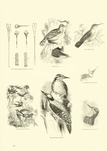 Side fra The Pictorial Museum of Animated Nature
