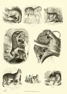 Side fra The Pictorial Museum of Animated Nature
