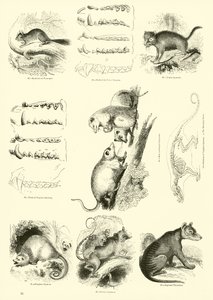 Side fra The Pictorial Museum of Animated Nature