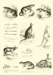 Side fra The Pictorial Museum of Animated Nature