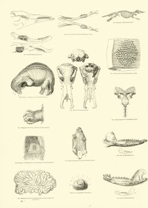 Side fra The Pictorial Museum of Animated Nature