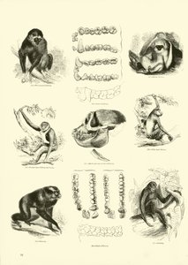 Side fra The Pictorial Museum of Animated Nature