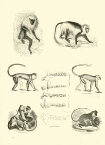 Side fra The Pictorial Museum of Animated Nature