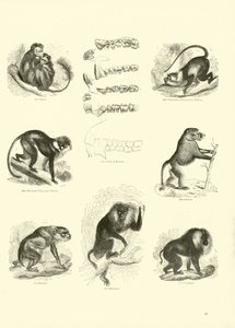 Side fra The Pictorial Museum of Animated Nature