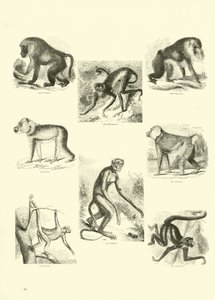 Side fra The Pictorial Museum of Animated Nature