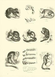 Side fra The Pictorial Museum of Animated Nature