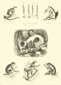 Side fra The Pictorial Museum of Animated Nature
