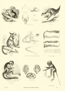 Side fra The Pictorial Museum of Animated Nature