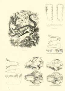 Side fra The Pictorial Museum of Animated Nature
