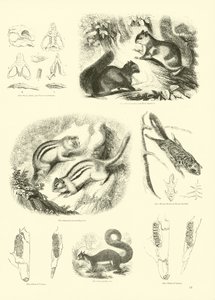 Side fra The Pictorial Museum of Animated Nature