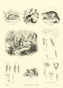 Side fra The Pictorial Museum of Animated Nature