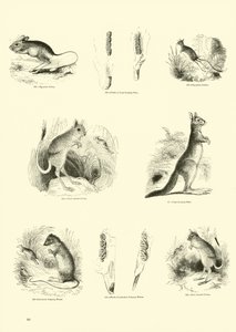 Side fra The Pictorial Museum of Animated Nature av English School
