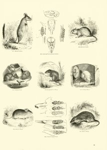 Side fra The Pictorial Museum of Animated Nature