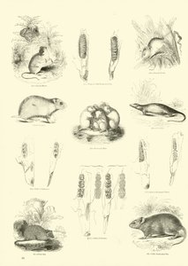 Side fra The Pictorial Museum of Animated Nature