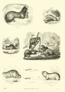 Side fra The Pictorial Museum of Animated Nature
