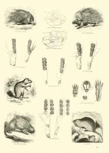 Side fra The Pictorial Museum of Animated Nature