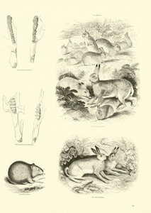 Side fra The Pictorial Museum of Animated Nature