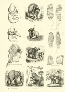 Side fra The Pictorial Museum of Animated Nature av English School