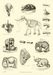 Side fra The Pictorial Museum of Animated Nature av English School