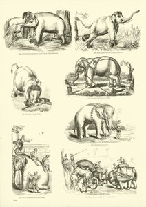 Side fra The Pictorial Museum of Animated Nature av English School