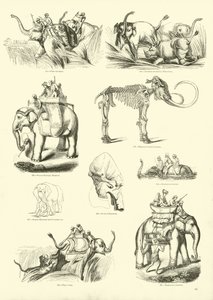 Side fra The Pictorial Museum of Animated Nature