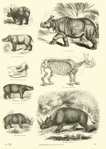Side fra The Pictorial Museum of Animated Nature av English School