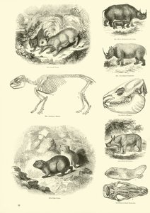 Side fra The Pictorial Museum of Animated Nature