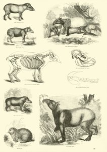 Side fra The Pictorial Museum of Animated Nature