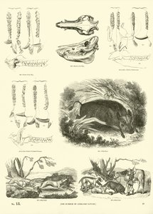 Side fra The Pictorial Museum of Animated Nature