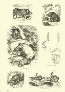 Side fra The Pictorial Museum of Animated Nature