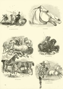 Side fra The Pictorial Museum of Animated Nature av English School