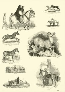 Side fra The Pictorial Museum of Animated Nature av English School
