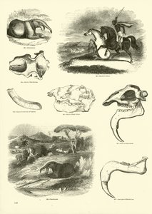 Side fra The Pictorial Museum of Animated Nature